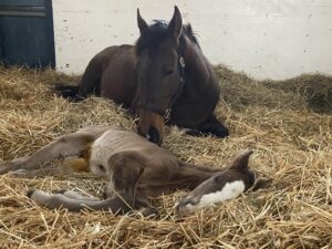 ［連載・馬主は語る］不受胎（シーズン3-1）