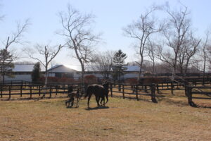 ［連載・馬主は語る］遅生まれは嫌われる（シーズン3-3）