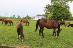 ［連載・馬主は語る］ヨシダテルヤになって考えてみる（シーズン3-4）