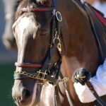 生まれながらにして期待を受けた良血馬ダンスインザムード。名手たちに導かれた重賞初制覇 - 2004年フラワーカップ