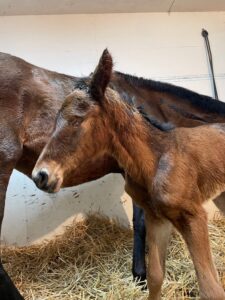 ［連載・片目のサラブレッド福ちゃんのPERFECT DAYS］福ちゃん誕生！（シーズン1-1）