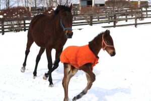 ［連載・片目のサラブレッド福ちゃんのPERFECT DAYS］初めての外出（シーズン1-3）