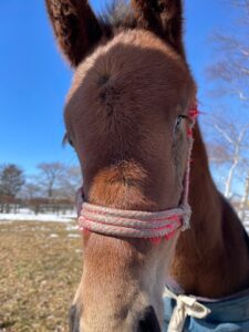 ［連載・片目のサラブレッド福ちゃんのPERFECT DAYS］福ちゃんの生きる道（シーズン1-4）