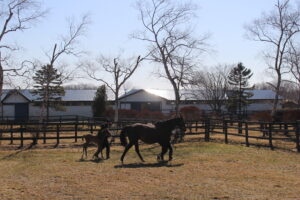 ［連載・馬主は語る］試合終了（シーズン3-8）