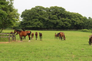 ［連載・馬主は語る］早生まれのラットレース（シーズン3-7）