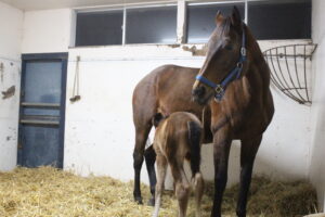 ［連載・片目のサラブレッド福ちゃんのPERFECT DAYS］暗闇の中で星は輝く（シーズン1-2）