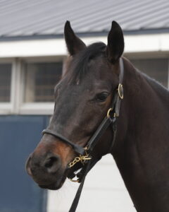 ［連載・クワイトファインプロジェクト］第38回 サラブレッドのビジネスモデルが変わる日