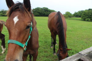 ［連載・馬主は語る］スクーリング（シーズン3-9）