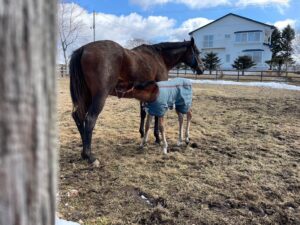 ［連載・片目のサラブレッド福ちゃんのPERFECT DAYS］YouTubeチャンネルを立ち上げる（シーズン1-5）