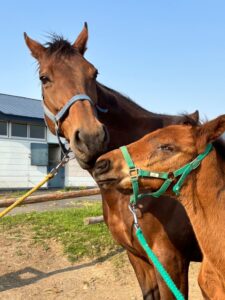 ［連載・片目のサラブレッド福ちゃんのPERFECT DAYS］競走馬になれる！（シーズン1-6）