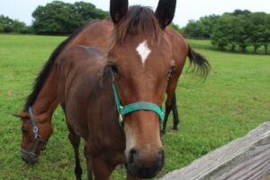 ［連載・馬主は語る］離乳の時期（シーズン3-11）