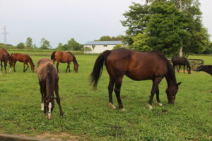［連載・馬主は語る］妊活（シーズン3-12）