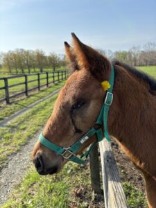 ［連載・片目のサラブレッド福ちゃんのPERFECT DAYS］登録者数2000名突破！（シーズン1-7）