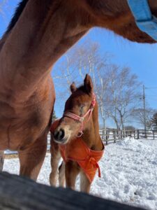 ［連載・片目のサラブレッド福ちゃんのPERFECT DAYS］福ちゃんの血統表（シーズン1-10）