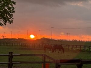 ［連載・馬主は語る］腹貸し（シーズン3-17）