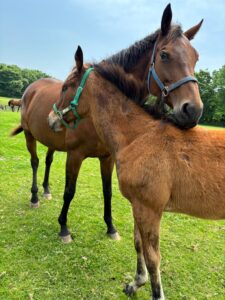 ［連載・片目のサラブレッド福ちゃんのPERFECT DAYS］ノミと曲芸師（シーズン1-12）