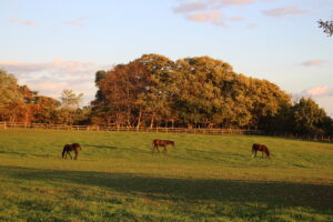 ［連載・馬主は語る］とりま予約（シーズン3-15）