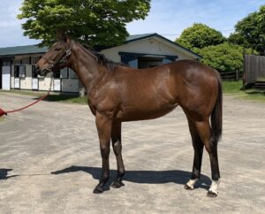 ［連載・馬主は語る］宙に浮いた馬（シーズン3-14）