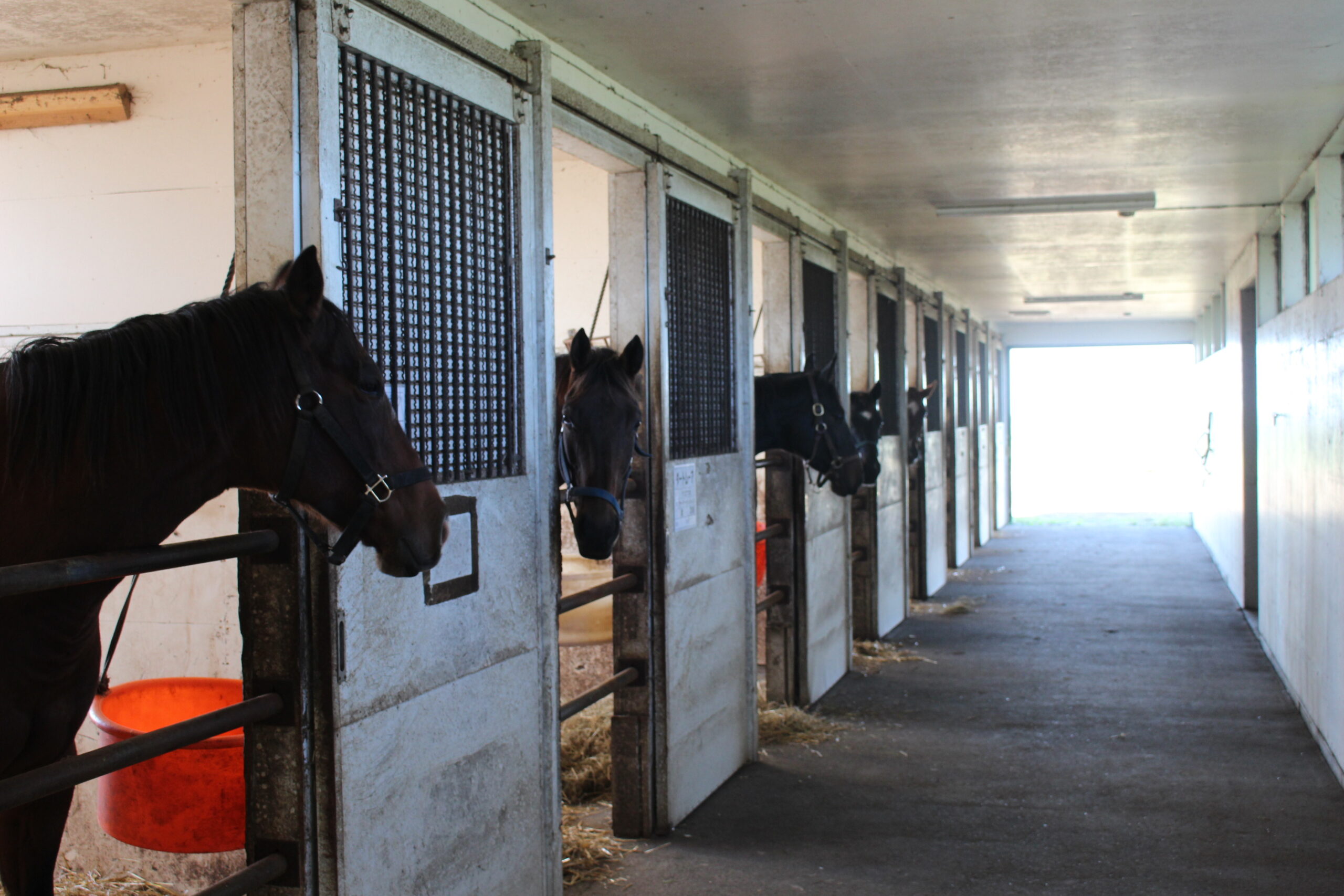 ［連載・馬主は語る］牧場の馬房が足りない（シーズン3-21）