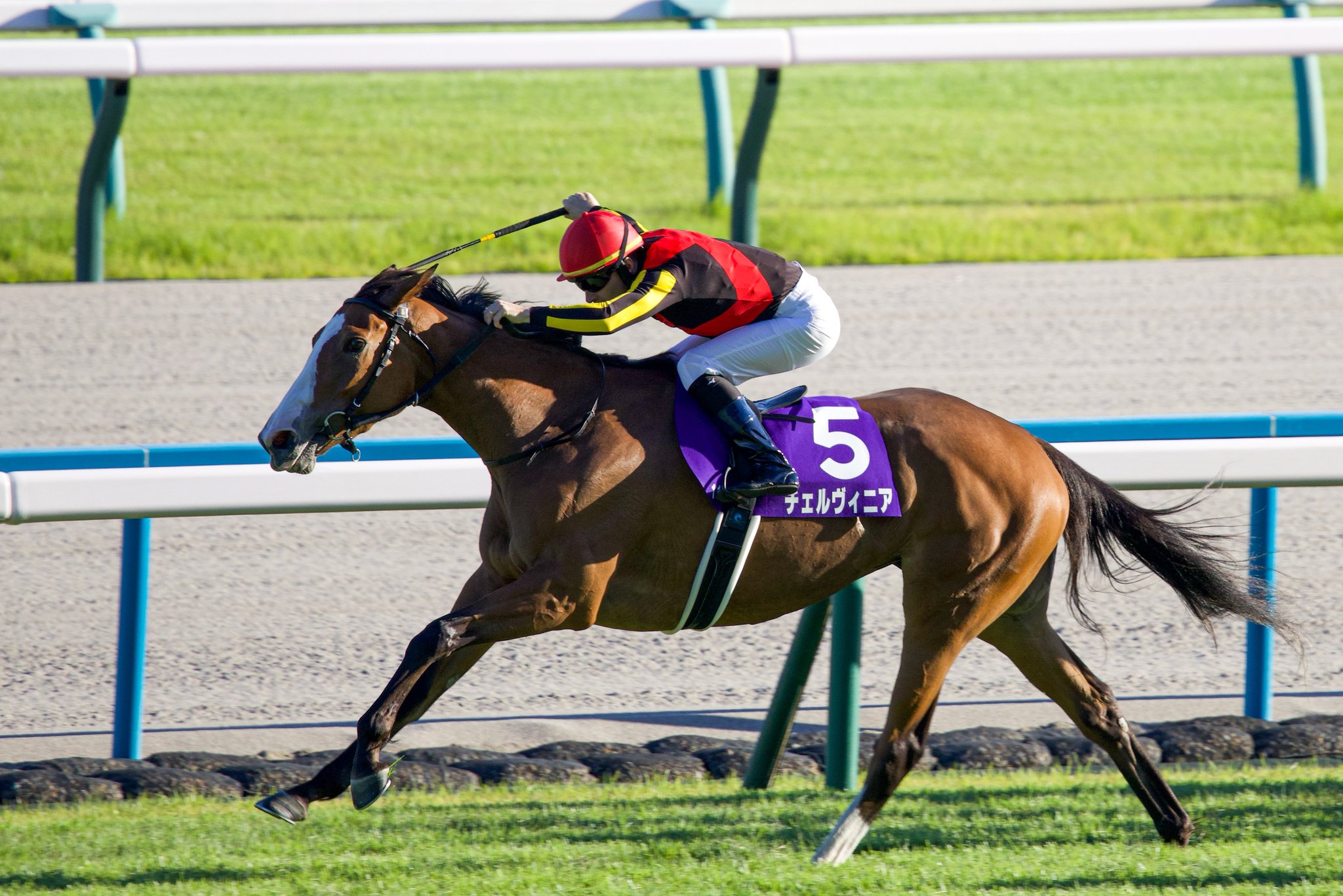 ［重賞回顧］秋晴れに輝く2つ目のティアラ　盤石の競馬で突き抜けたチェルヴィニアが二冠達成～2024年・秋華賞～