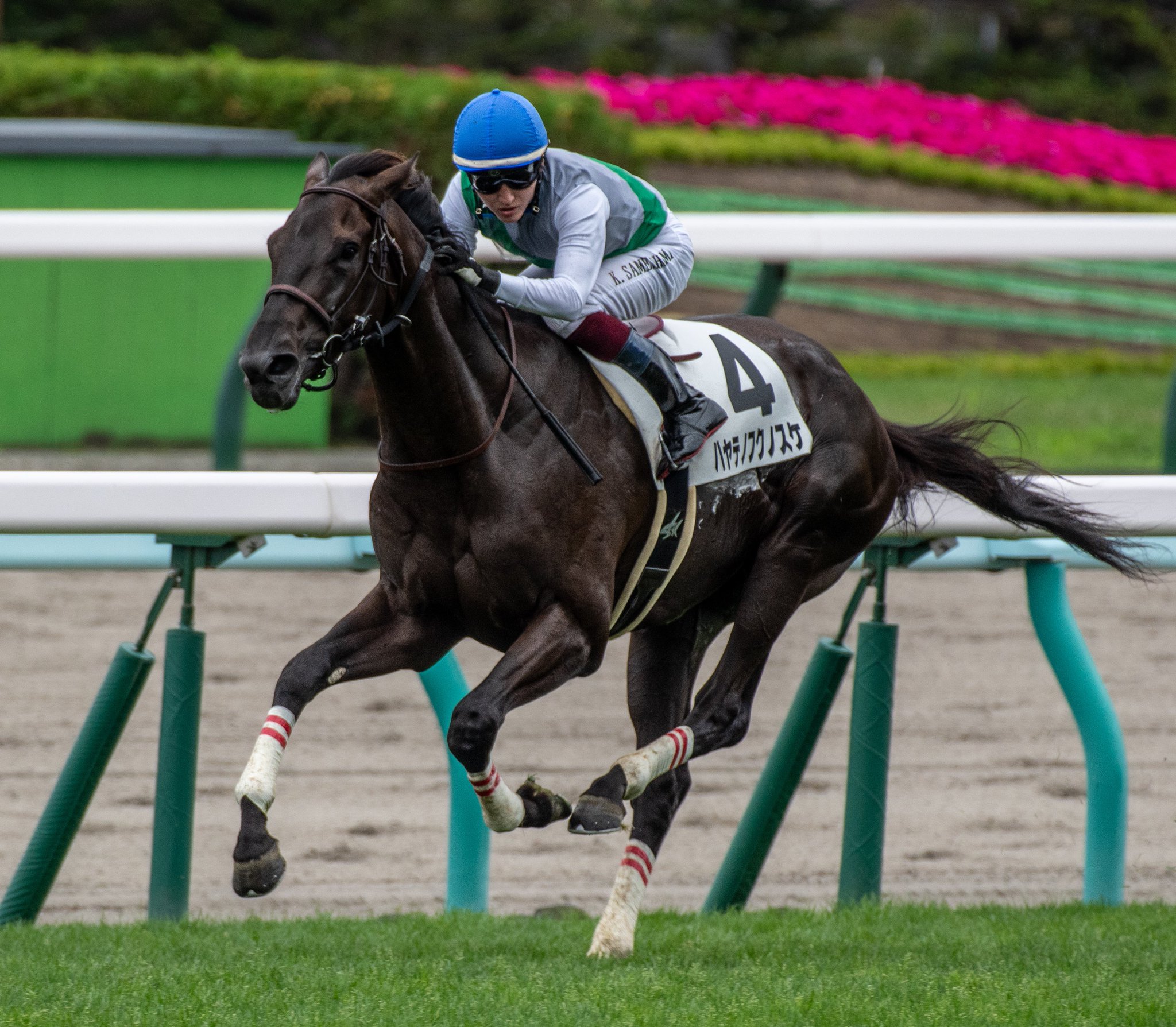 ［インタビュー］菊花賞にウインバリアシオン産駒の青森県産馬ハヤテノフクノスケが出走。種牡馬ウインバリアシオンを所有するスプリングファーム代表・佐々木拓也さんの想いとは？