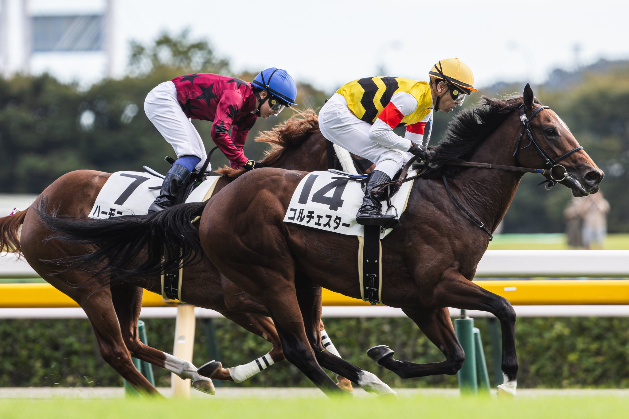 ［一口馬主］トップを目指せ！　2歳世代、今週の勝ち上がり馬たち 2024/10/19,20