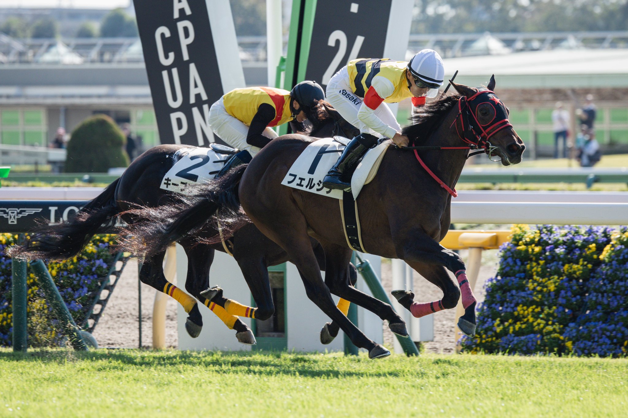 ［一口馬主］トップを目指せ！　2歳世代、今週の勝ち上がり馬たち 2024/11/2,3