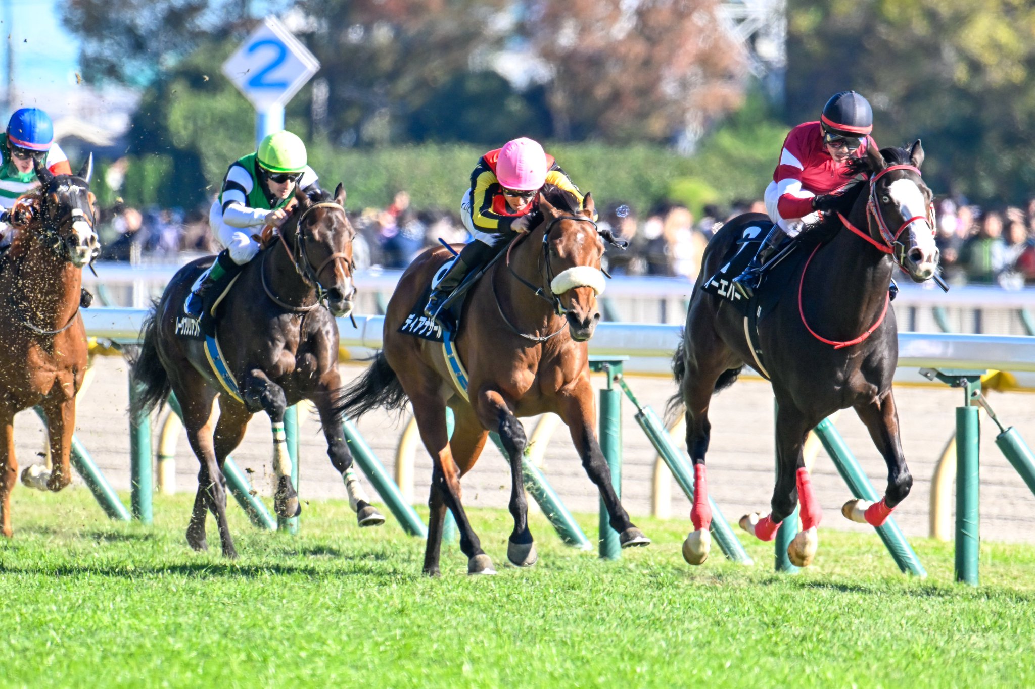 ［一口馬主］トップを目指せ！　2歳世代、今週の勝ち上がり馬たち 2024/11/23,24