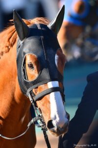 まさに「ドンピシャ」の位置取り 京都のJBCクラシックを制したケイティブレイブ&福永祐一騎手