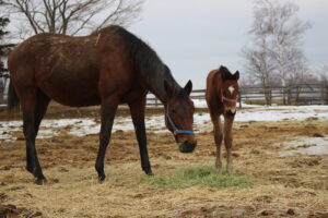 ［連載・馬主は語る］キャンバスに余白を残す配合（シーズン3-28）