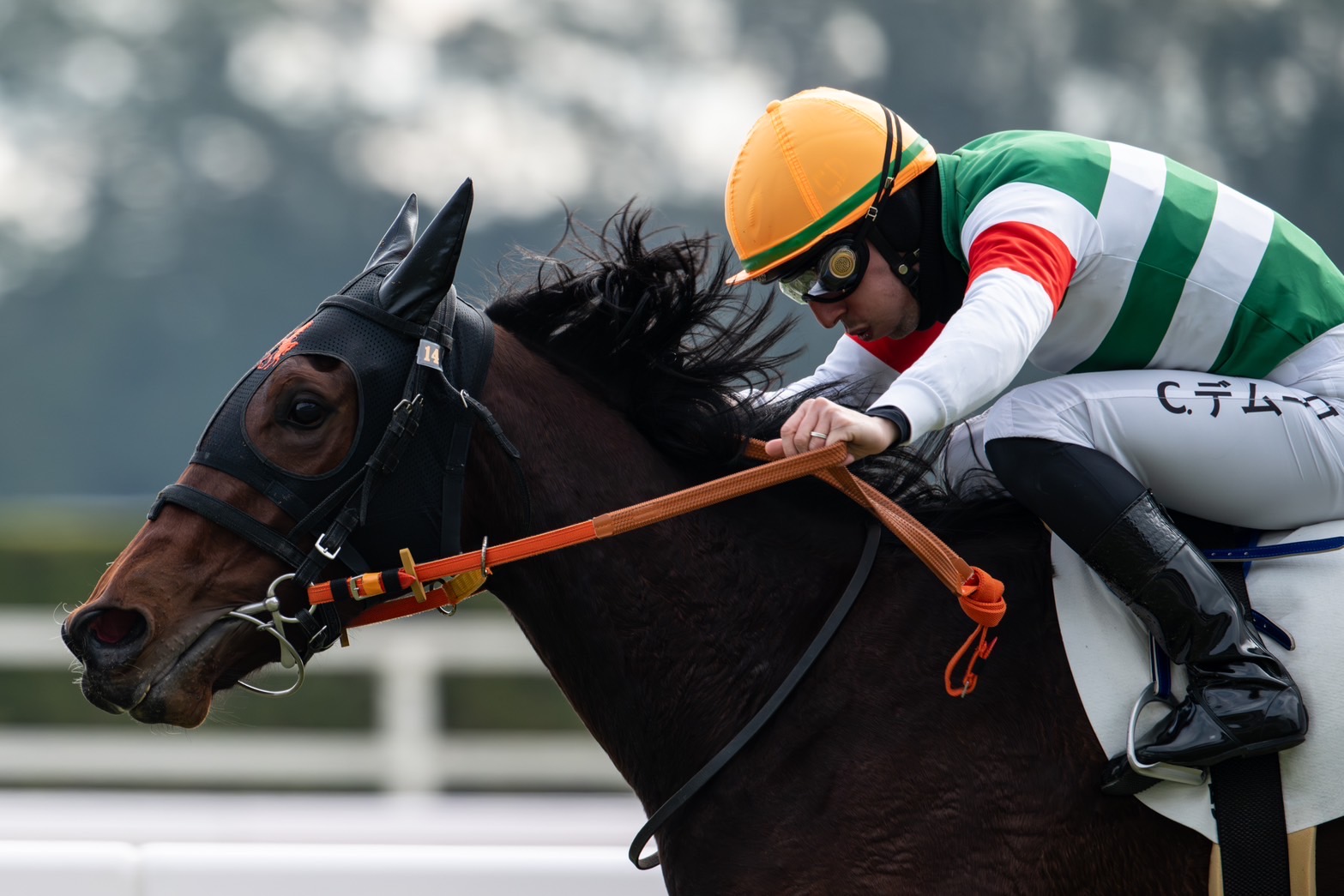 ［一口馬主］トップを目指せ！　2歳世代、今週の勝ち上がり馬たち 2024/12/21,22