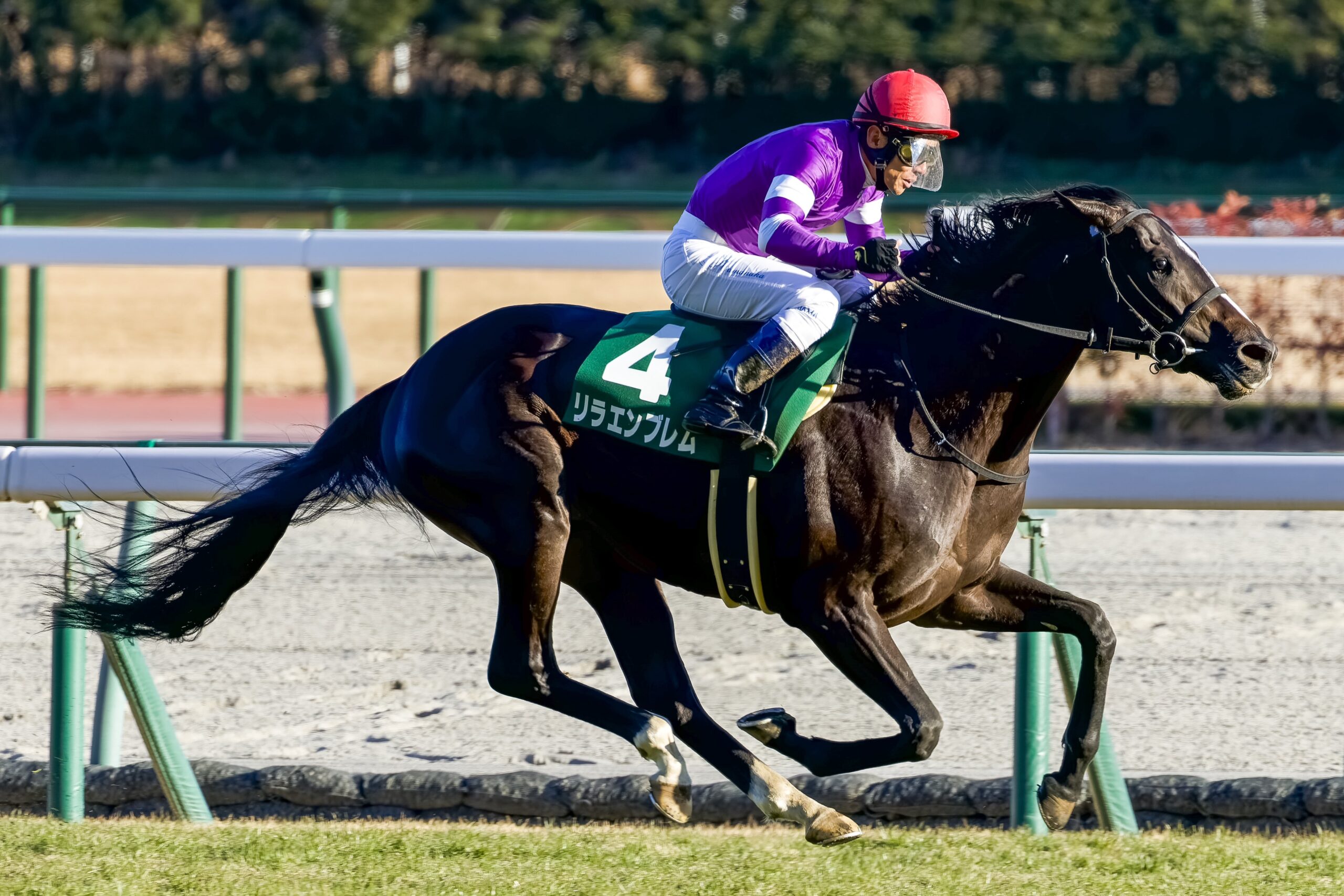 ［重賞回顧］キズナ産駒リラエンブレムが、デビュー2連勝で出世レースを突破！～2025年・シンザン記念～