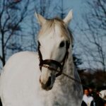 世界の扉を叩いた日 - スキーキャプテン