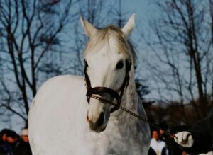 世界の扉を叩いた日 - スキーキャプテン