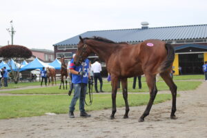 ［連載・片目のサラブレッド福ちゃんのPERFECT DAYS］公開展示（シーズン1-31）