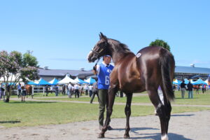［連載・片目のサラブレッド福ちゃんのPERFECT DAYS］万事塞翁が馬（シーズン1-39）