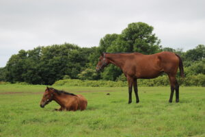 ［連載・片目のサラブレッド福ちゃんのPERFECT DAYS］福ちゃんの離乳（シーズン1-40）