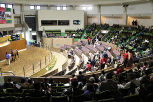 ［連載・片目のサラブレッド福ちゃんのPERFECT DAYS］お金が目の前を通り過ぎる（シーズン1-36）