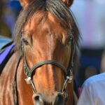 ［血統研究］距離適性に影響を与えるとされる『ミオスタチン遺伝子』について