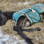 ［連載・クワイトファインプロジェクト］第48回 牡馬誕生、そして今後なすべきこと