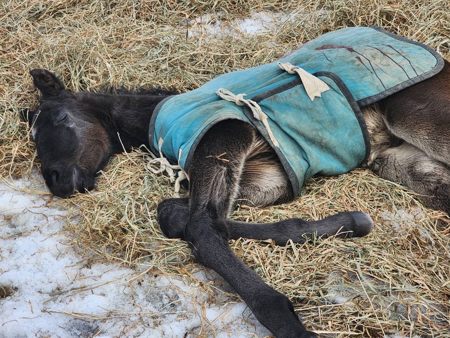 ［連載・クワイトファインプロジェクト］第48回 牡馬誕生、そして今後なすべきこと