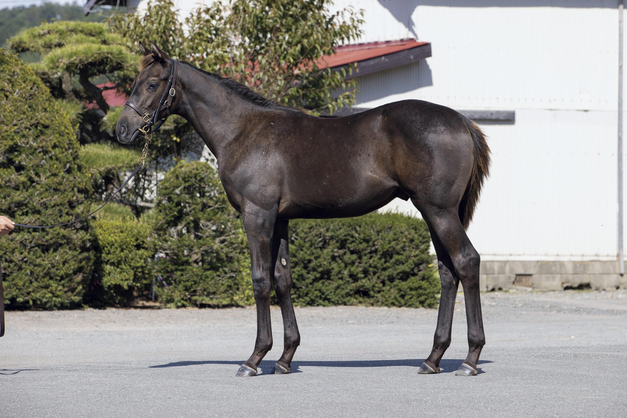 ユニオンオーナーズクラブ　1歳馬1口出資権利をプレゼント