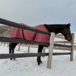 ウイニングチケット - 北の大地で過ごすダービー馬へ会いに行った日を思い起こして