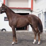 ［連載・クワイトファインプロジェクト］第49回 記念すべき日と競馬の現実と