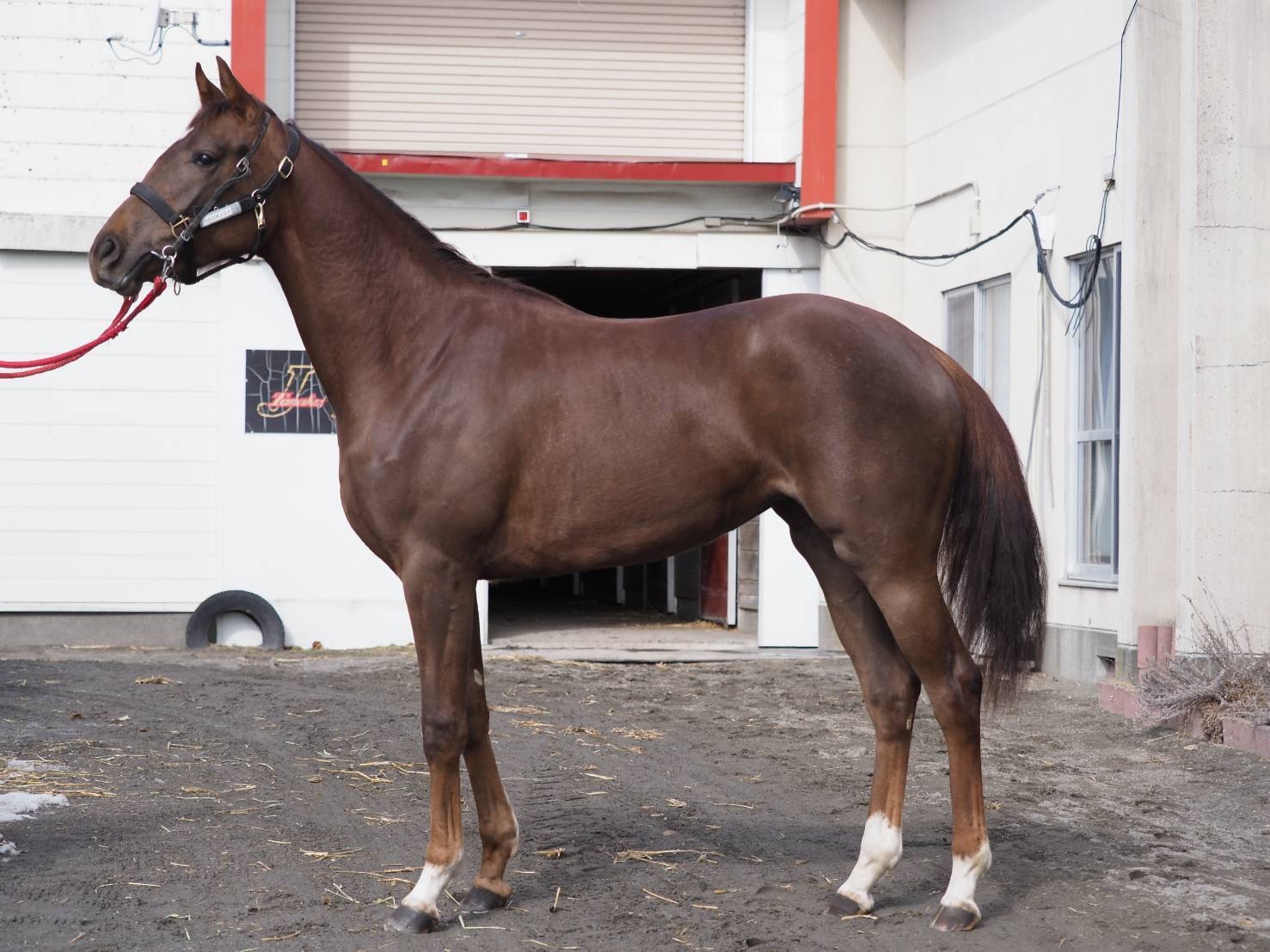 ［連載・クワイトファインプロジェクト］第49回 記念すべき日と競馬の現実と