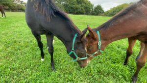 ［連載・片目のサラブレッド福ちゃんのPERFECT DAYS］自産自消の共有クラブ（シーズン1-41）