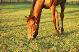 ［連載・片目のサラブレッド福ちゃんのPERFECT DAYS］あるがままを受け入れる（シーズン1-43）