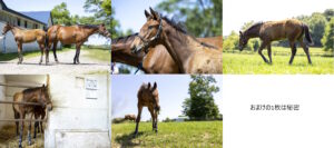 ［連載・片目のサラブレッド福ちゃんのPERFECT DAYS］福ちゃんポストカードを販売開始（シーズン1-42）