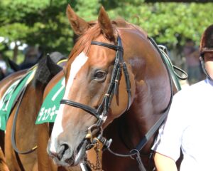 チェッキーノの悔し涙と８年後の歓喜。2016年と2024年、ふたつのオークスを振り返る