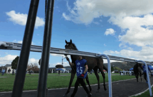 ［連載・片目のサラブレッド福ちゃんのPERFECT DAYS］ボーンシスト（シーズン1-45）